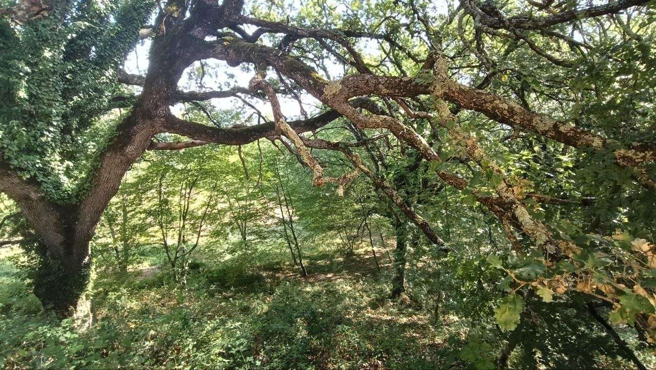  - foto 36