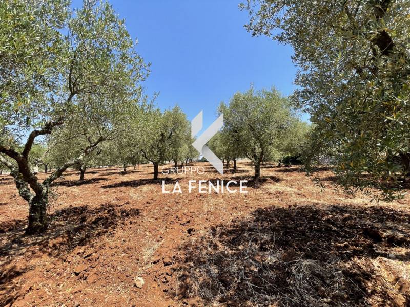 Terreno agricolo Locorotondo, Locorotondo