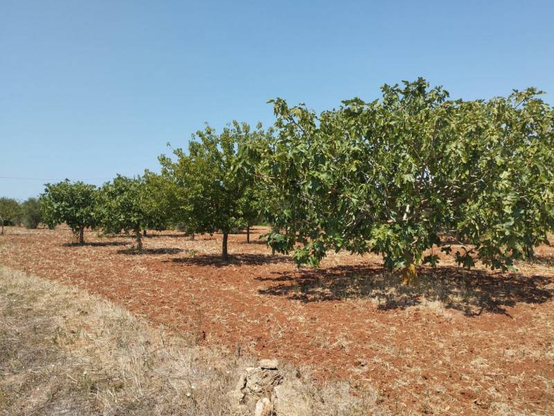 Terreno agricolo Casarano, Casarano