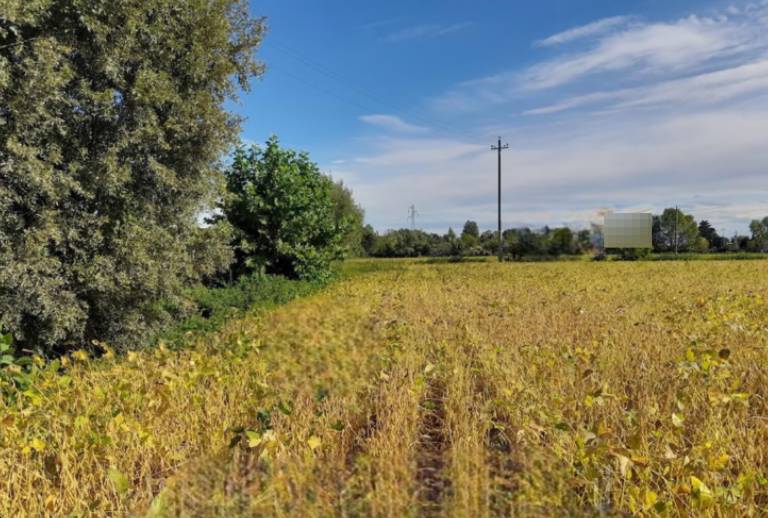 Terreno agricolo, Fossalta di Portogruaro