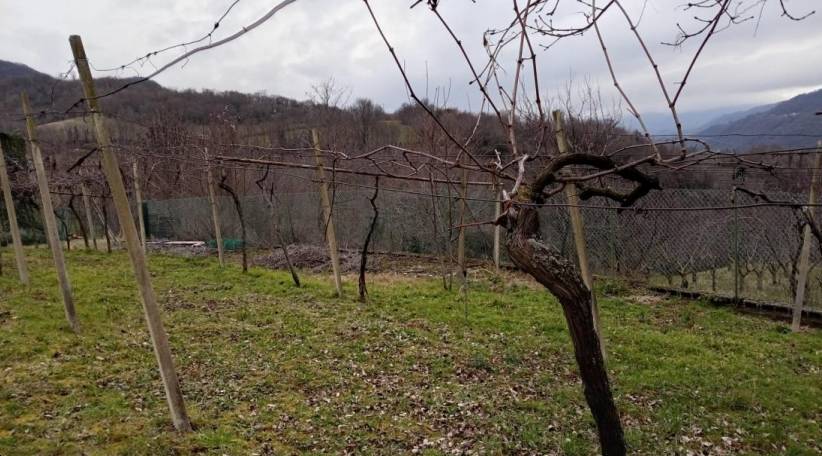 Terreno agricolo, Chiampo