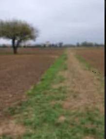 Terreno agricolo, Barbarano Mossano