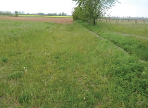 Terreno agricolo Istrana, Istrana