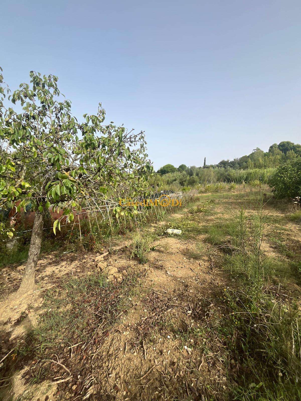 Terreno agricolo Via del Limoncino,, Livorno