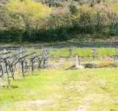 Terreno agricolo, Dolcè