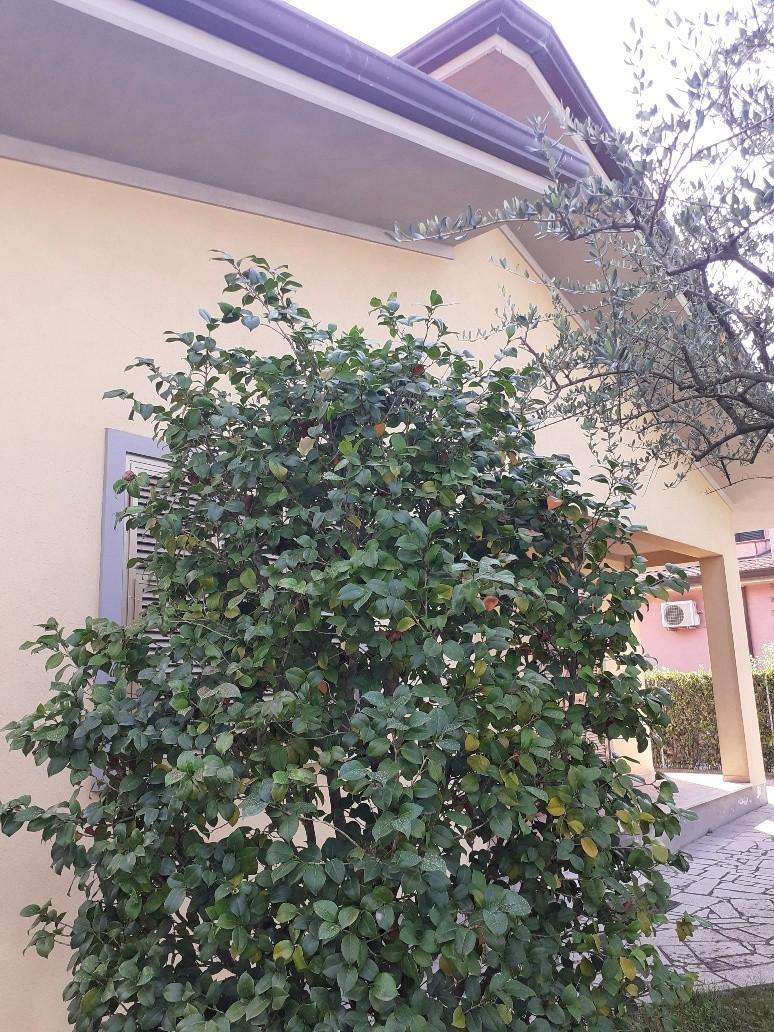  - foto 26