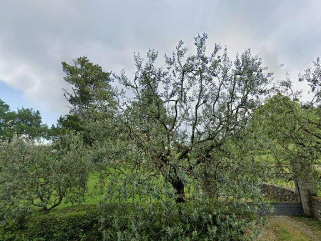 Capannone Cà d 'Orazio, Caprese Michelangelo