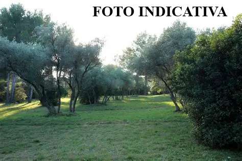 Terreno agricolo Via D. Cimarosa,, San Giuliano Terme