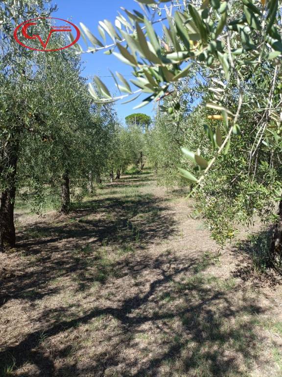 Terreno agricolo Campagna, Cavriglia