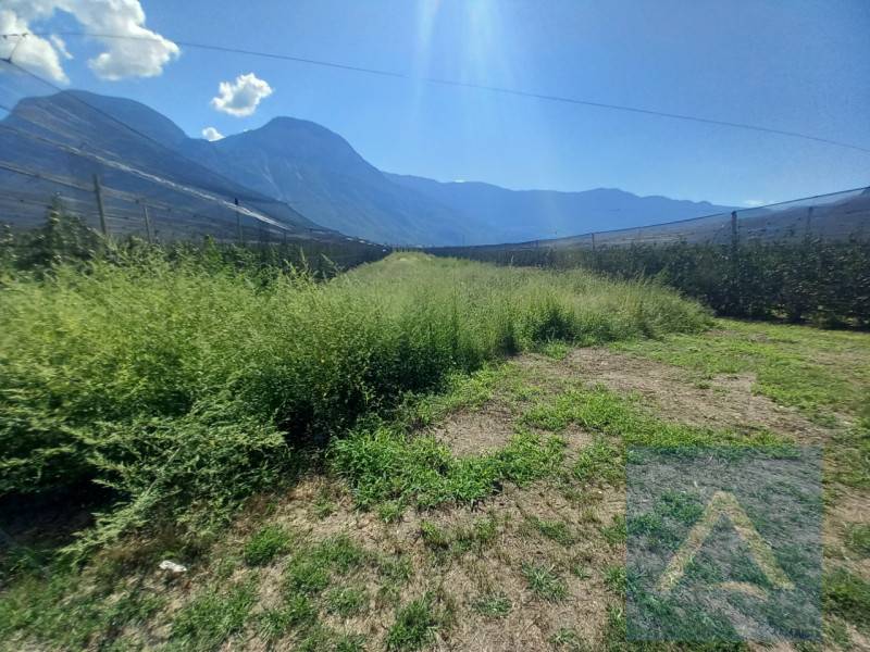 Terreno agricolo Piazza Hauptmann Schweiggl, 2, Cortaccia sulla strada del vino