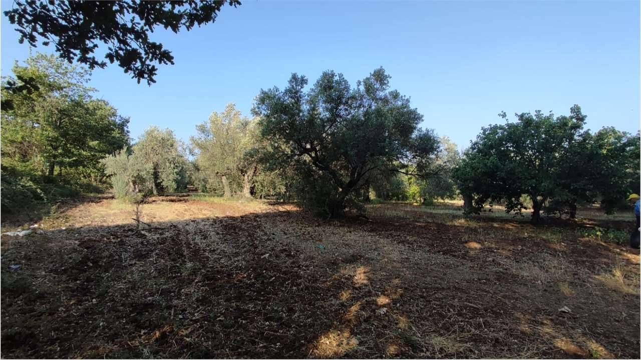 Terreno agricolo Piedimonte, Sessa Aurunca