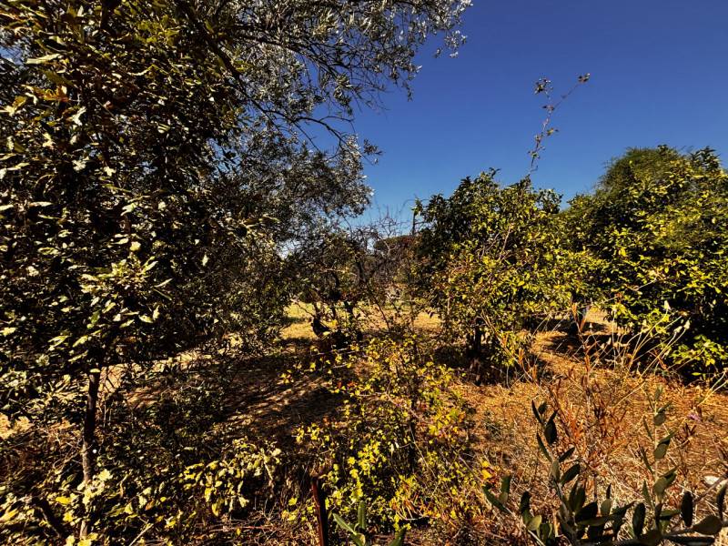 Terreno agricolo Via Roma, Torre del Greco
