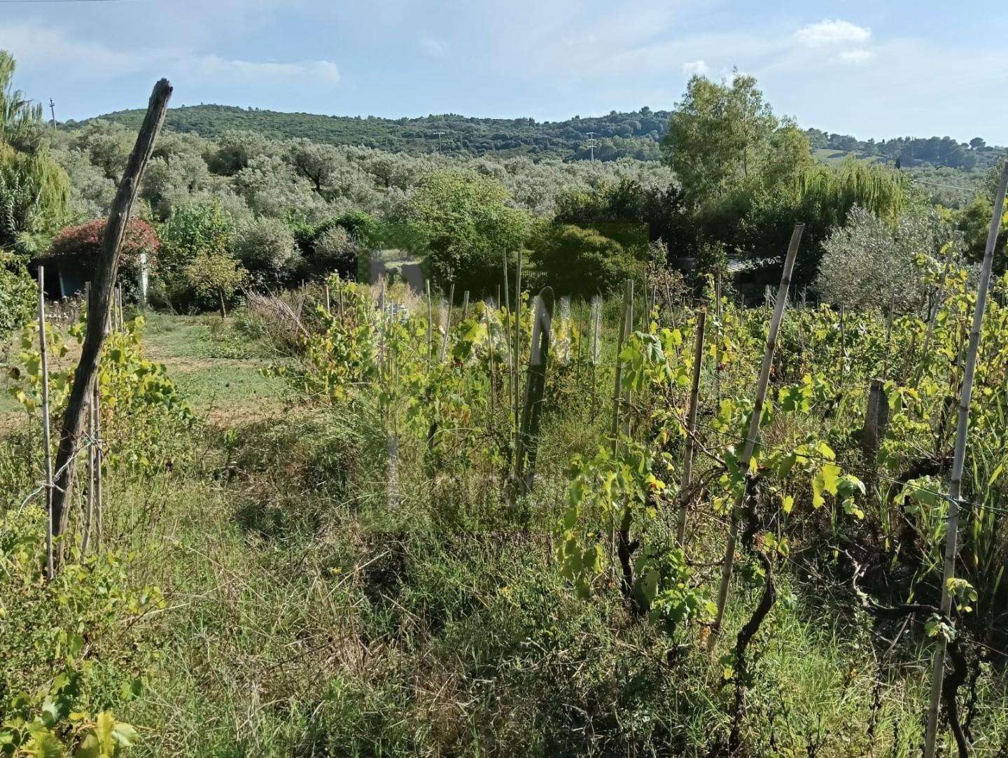 Terreno agricolo del Limoncino, Livorno