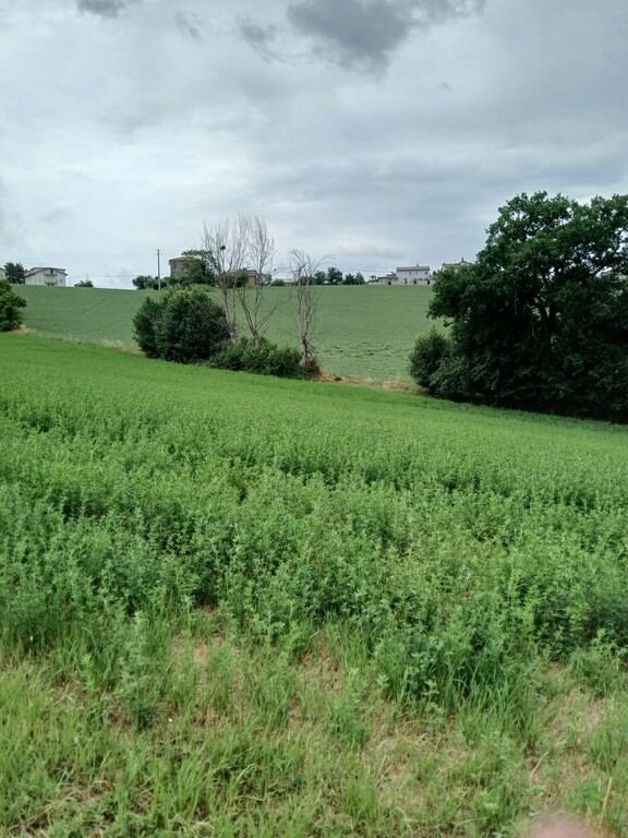 Terreno agricolo Via Fontottone, 35A, Monte San Giusto