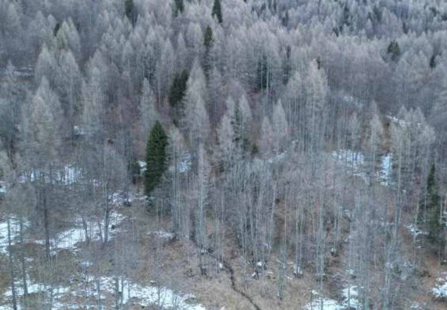 Terreno agricolo Via Dogna, Longarone