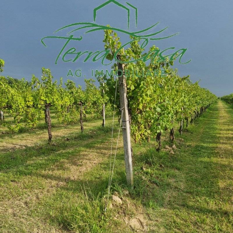 Terreno agricolo, Motta di Livenza