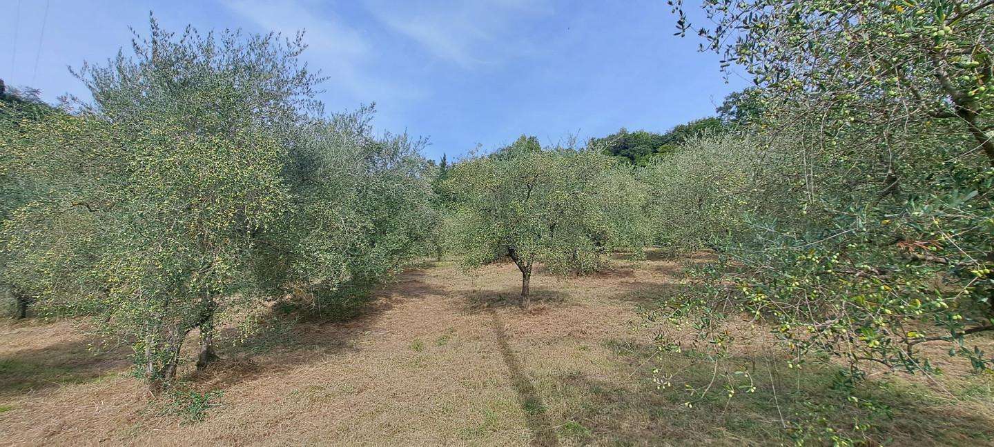 Terreno agricolo di Sotto, Castelfranco di Sotto