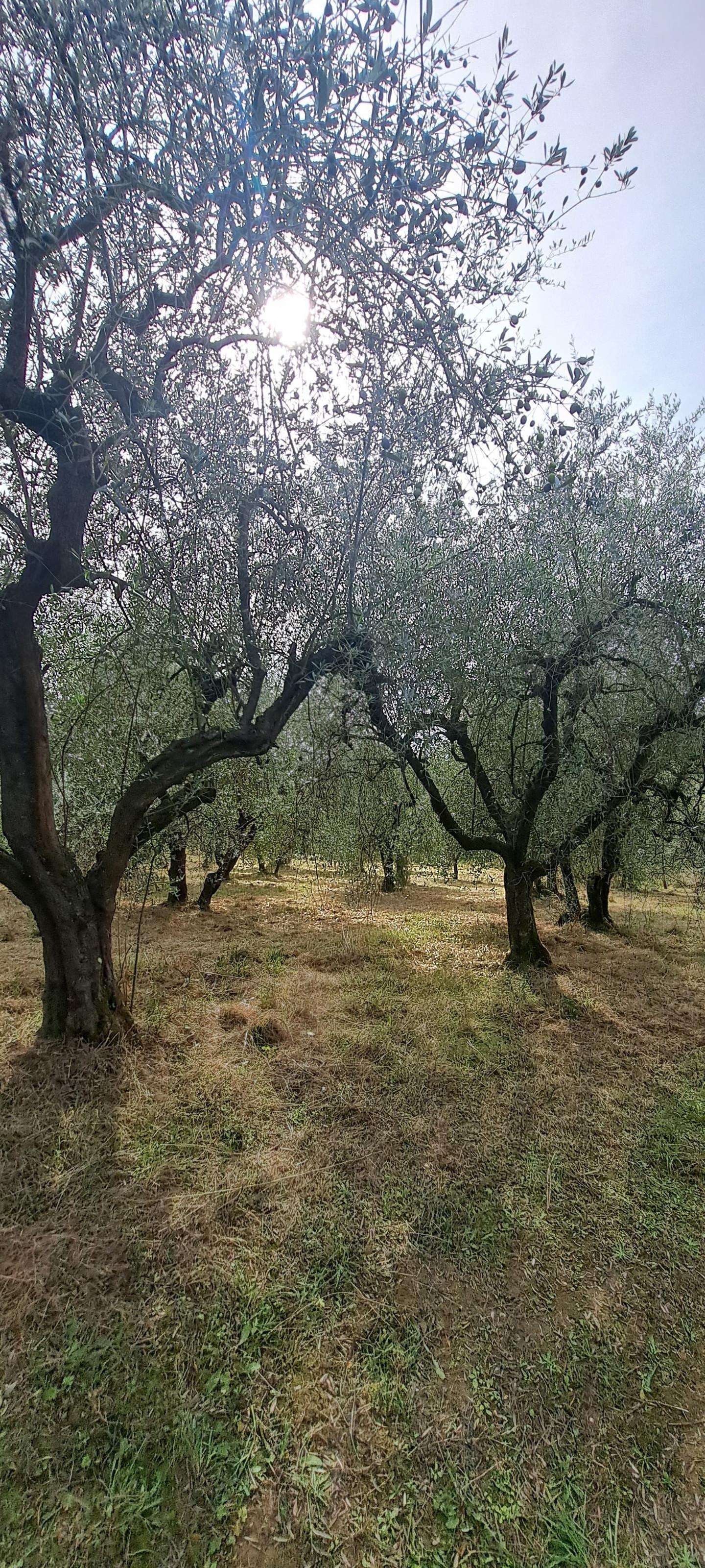  - foto 20