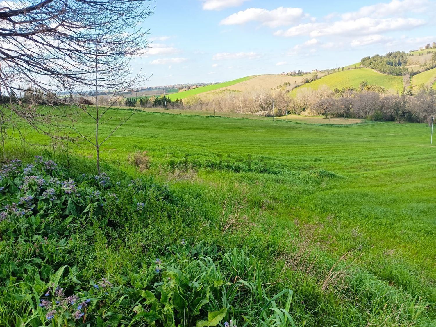 Terreno agricolo Santa Maria in Selva, Treia
