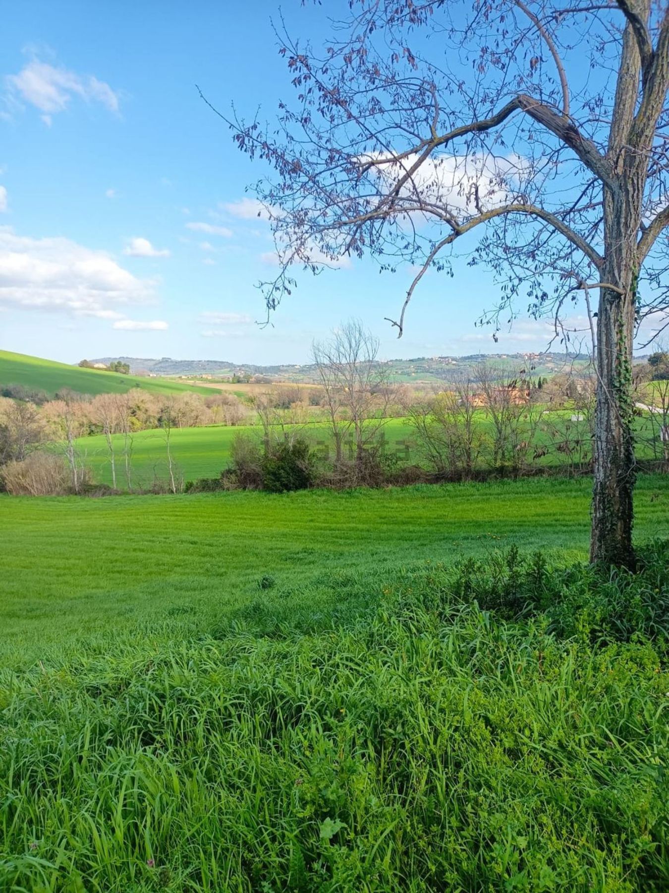 Terreno agricolo in vendita a Treia - foto 3