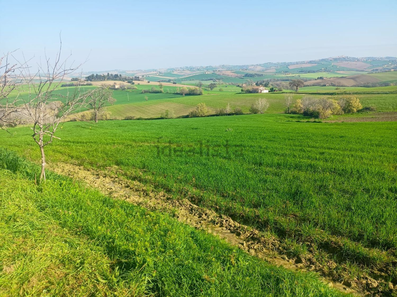Terreno agricolo in vendita ad Appignano - foto 4