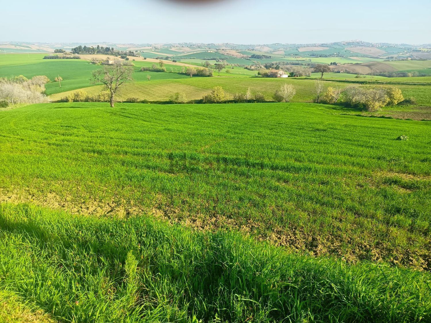 Terreno agricolo in vendita ad Appignano - foto 5