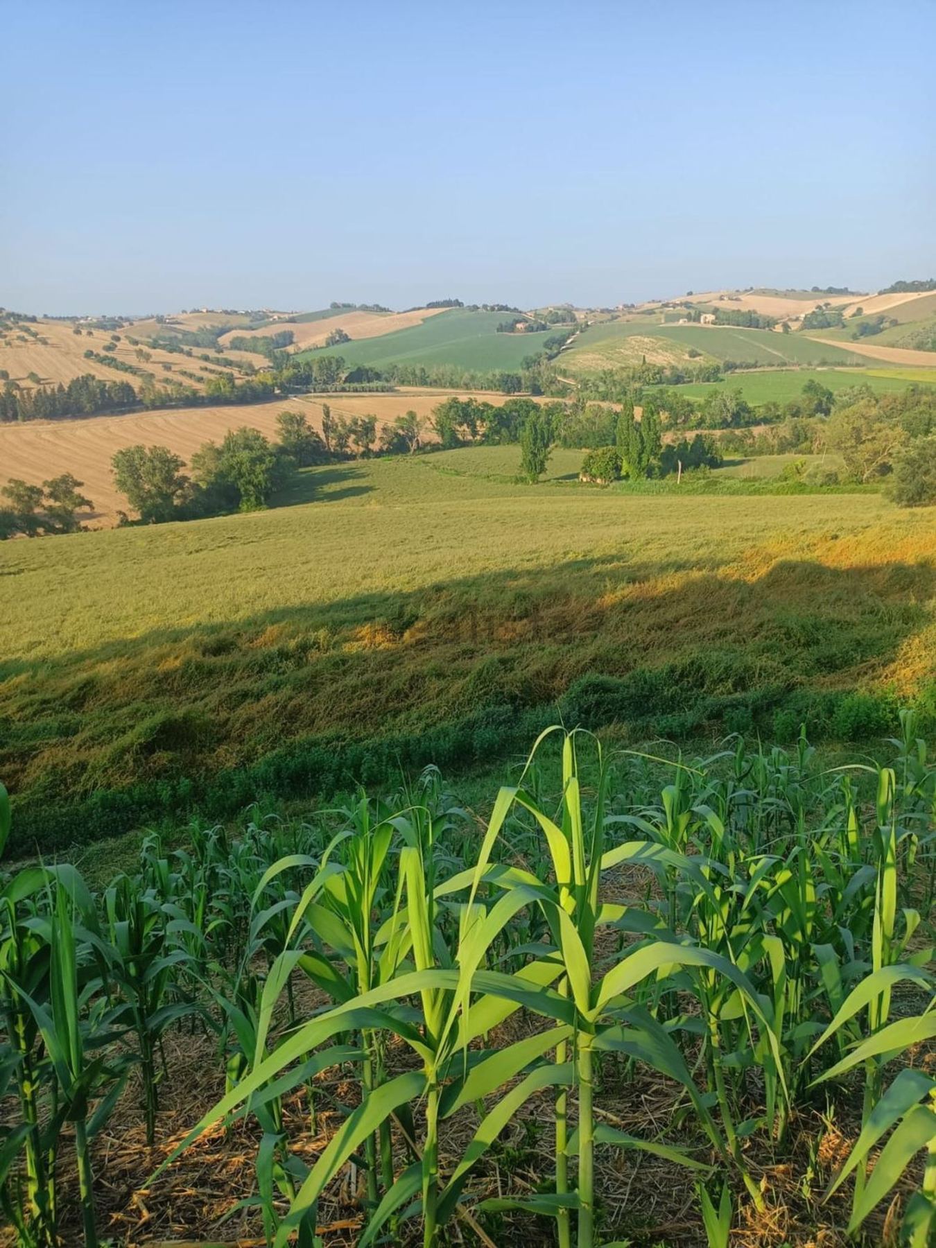 Terreno agricolo in vendita a Montecassiano - foto 14
