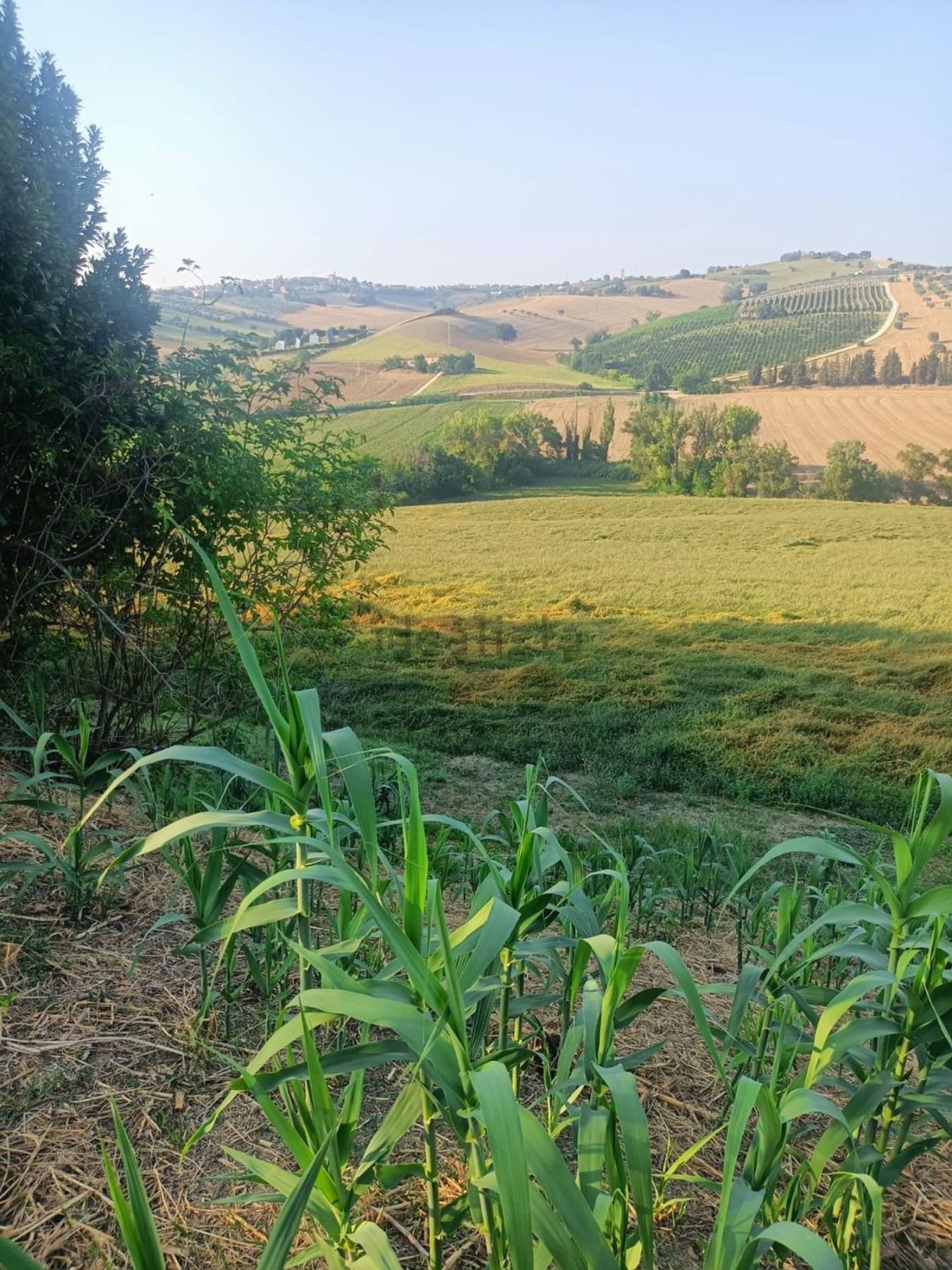 Terreno agricolo in vendita a Montecassiano - foto 7