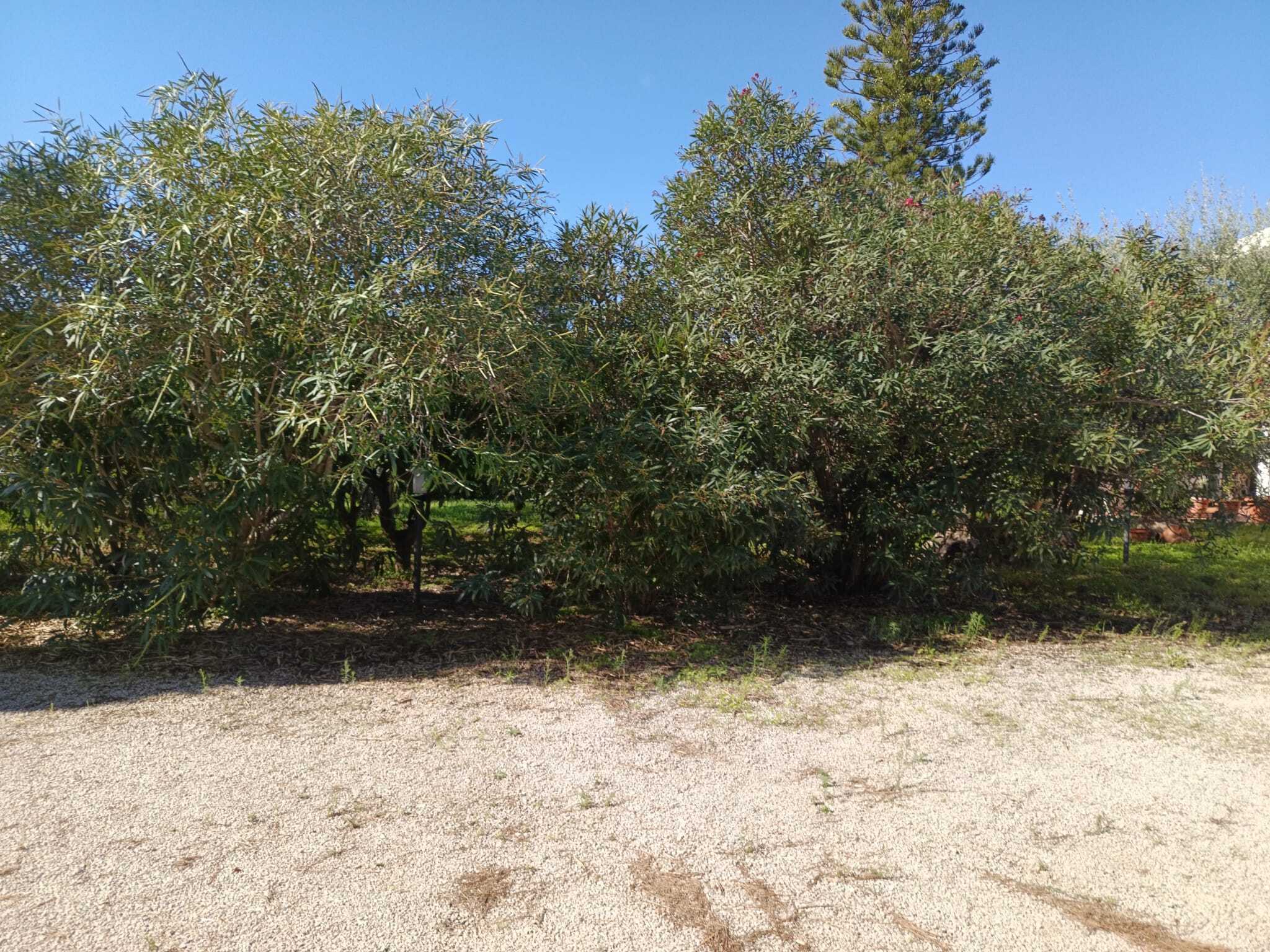  - foto 52