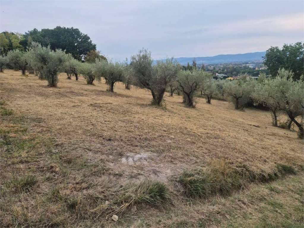 Terreno agricolo Palazzo, Assisi