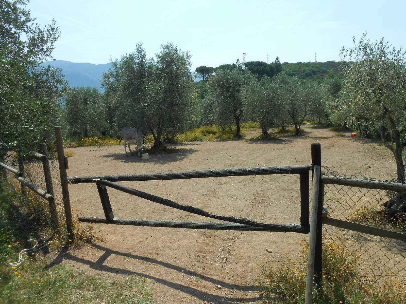 immagine annuncio 7 di 15