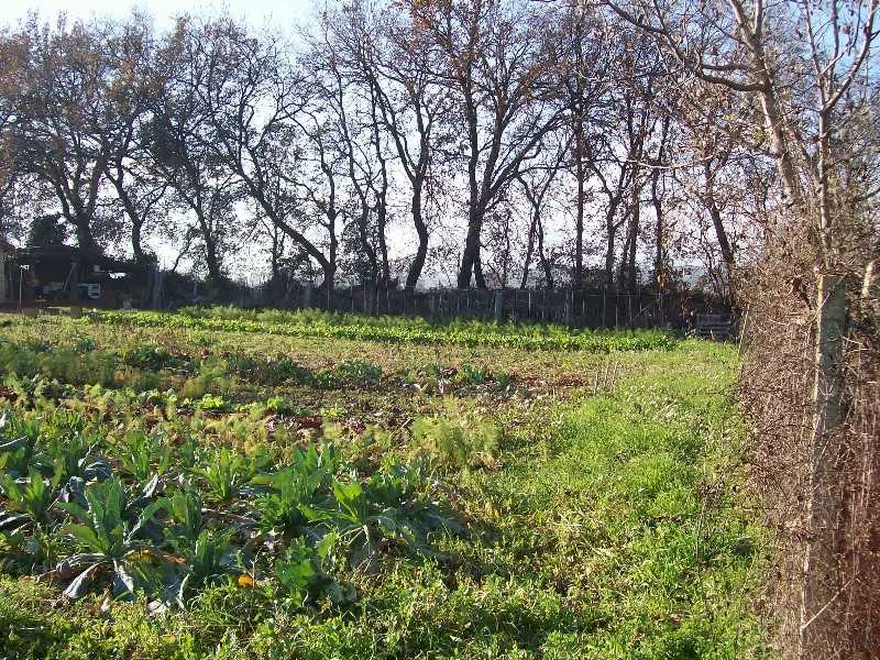 Terreno edificabile in Vendita a Cepagatti