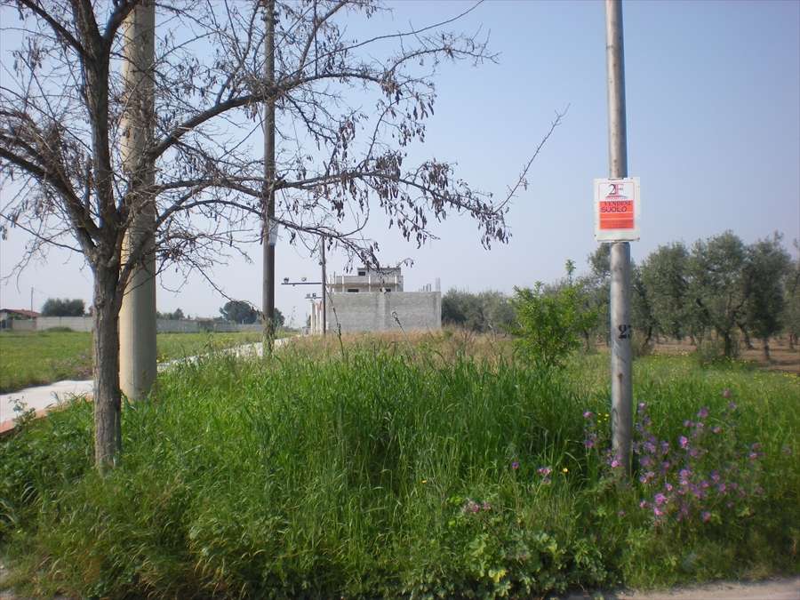 Terreno agricolo, Cerignola