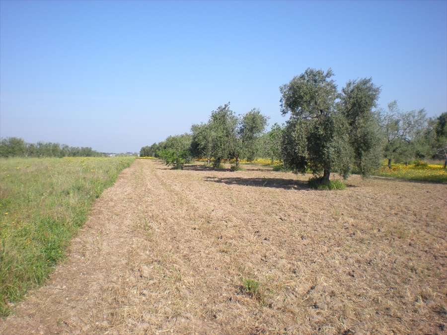 Terreno agricolo, Cerignola