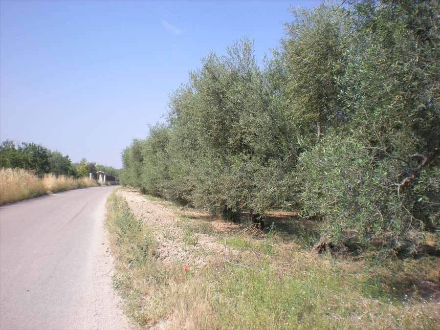 Terreno agricolo, Cerignola