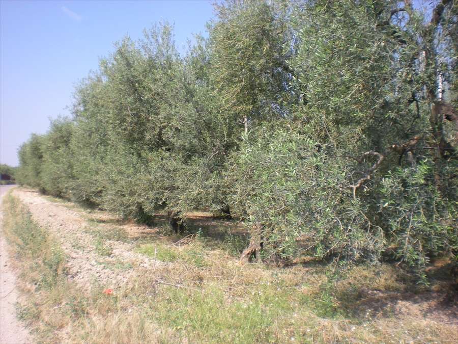  - foto 4