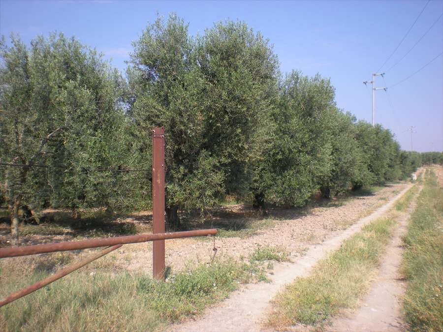  - foto 5