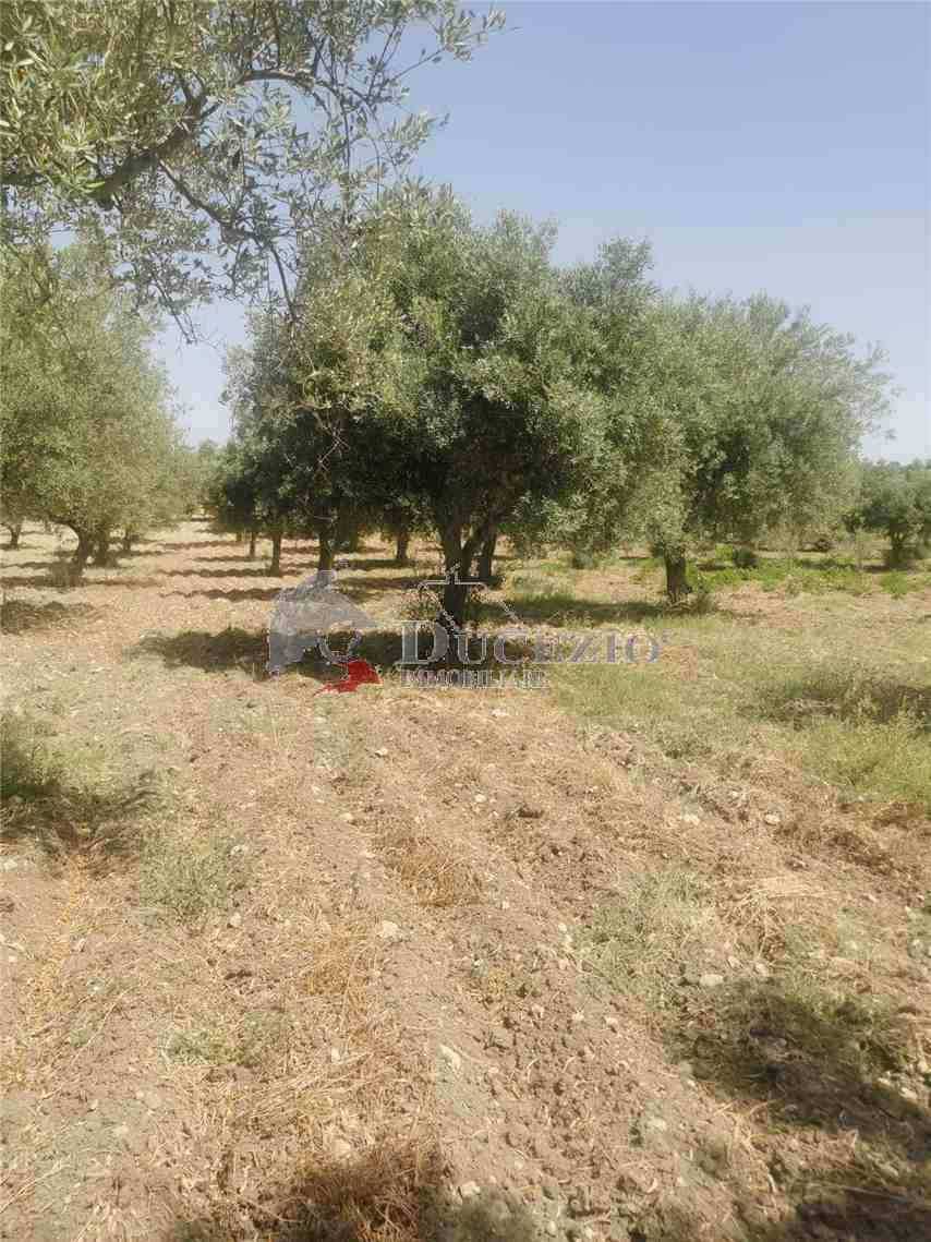  - foto 10