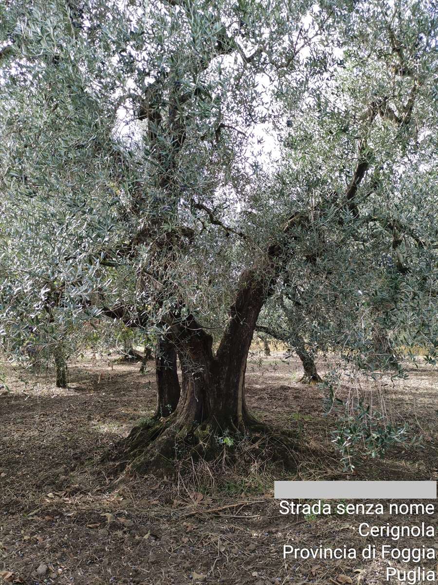 immagine annuncio 3 di 7
