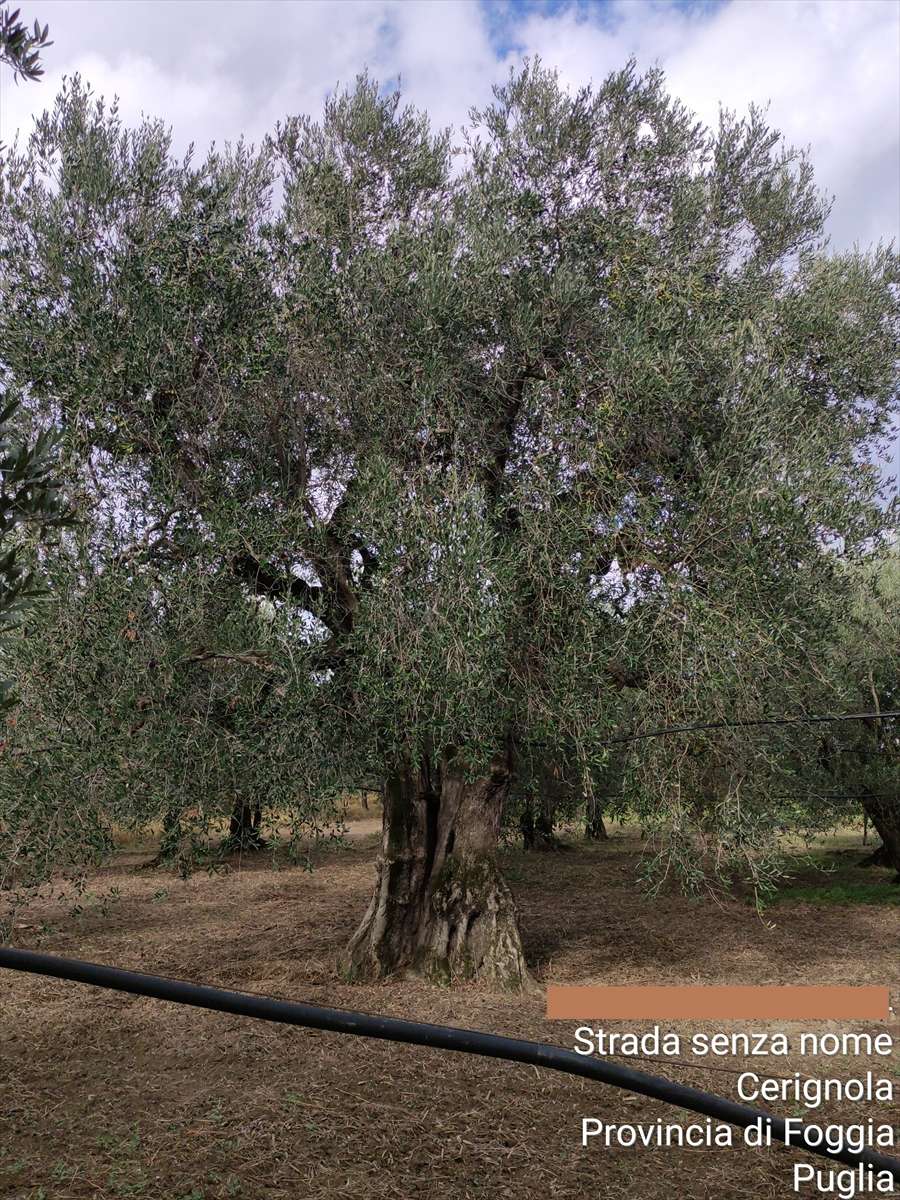 immagine annuncio 5 di 7
