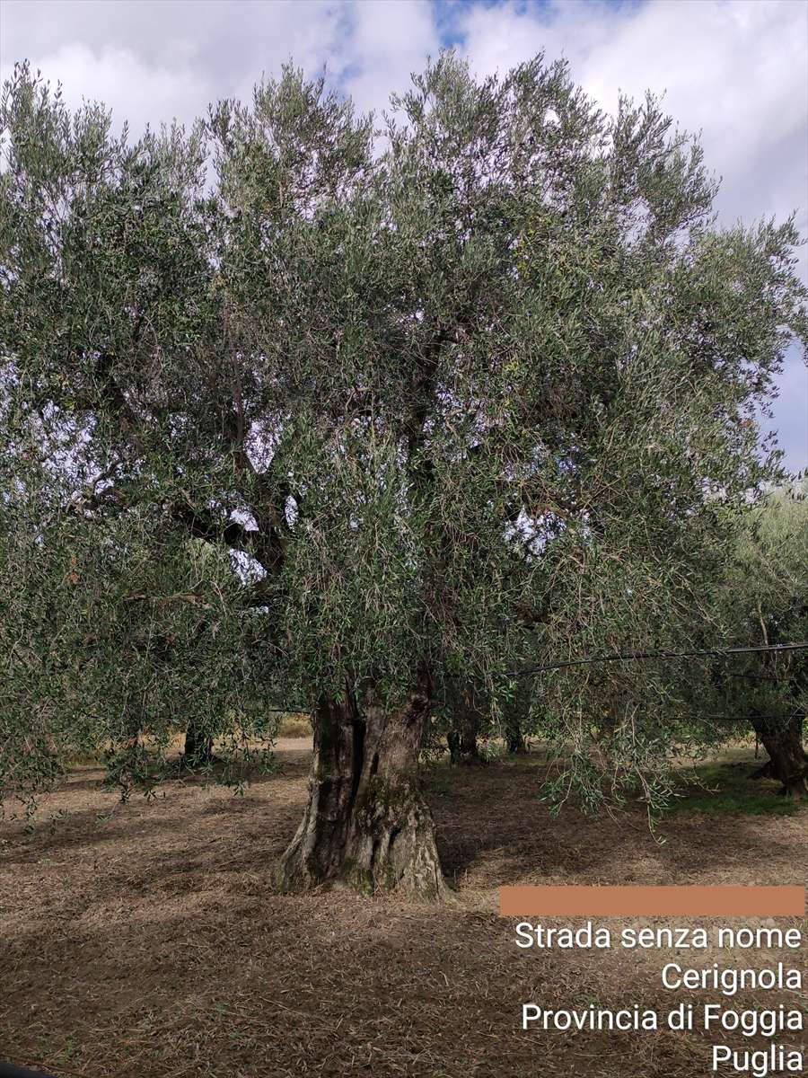 immagine annuncio 6 di 7