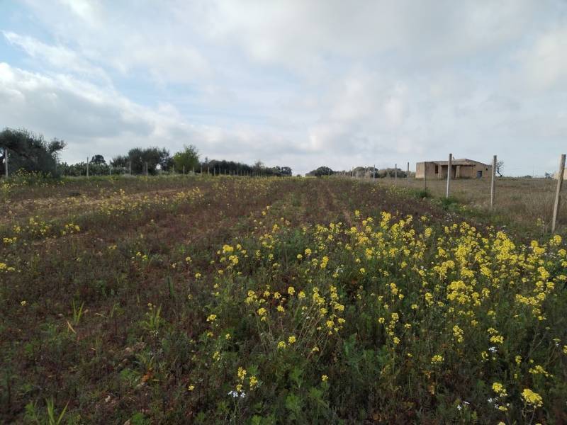 immagine annuncio 5 di 6