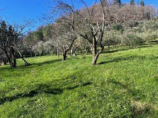 immagine annuncio 4 di 8